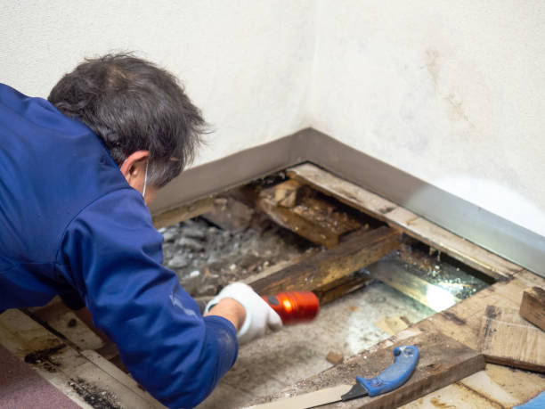 Best Attic Mold Remediation in Homewood, AL