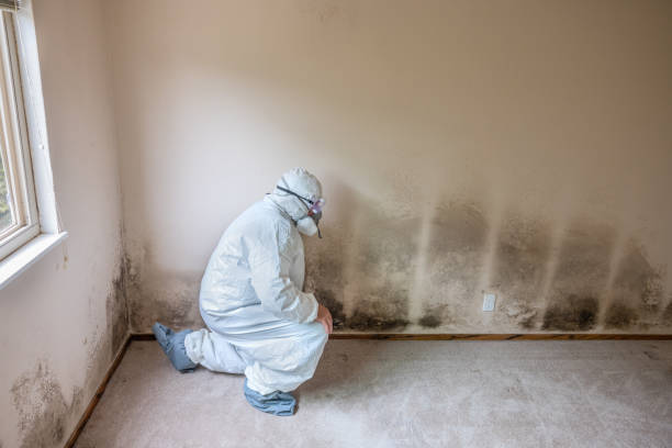 Trusted Homewood, AL Mold Remediation Experts