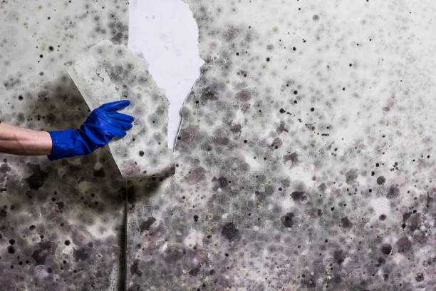 Best Residential Mold Remediation in Homewood, AL