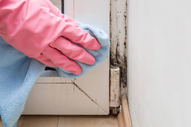 Best Commercial Mold Remediation in Homewood, AL